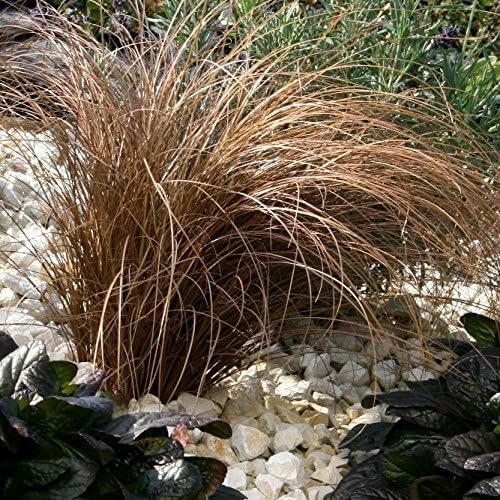 Carex comans 'Bronco' / Neuseeland Segge