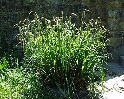 Carex pendula / Riesen Segge