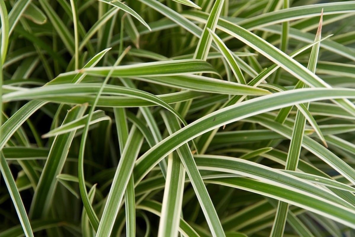 Carex morrowii 'Ice Dance' / Segge