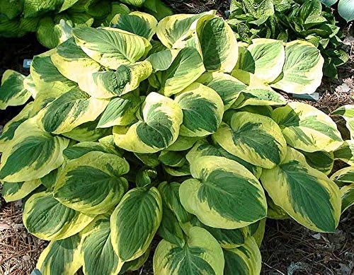 Hosta sieboldiana 'Carnival' / Gelbbunte Funkie