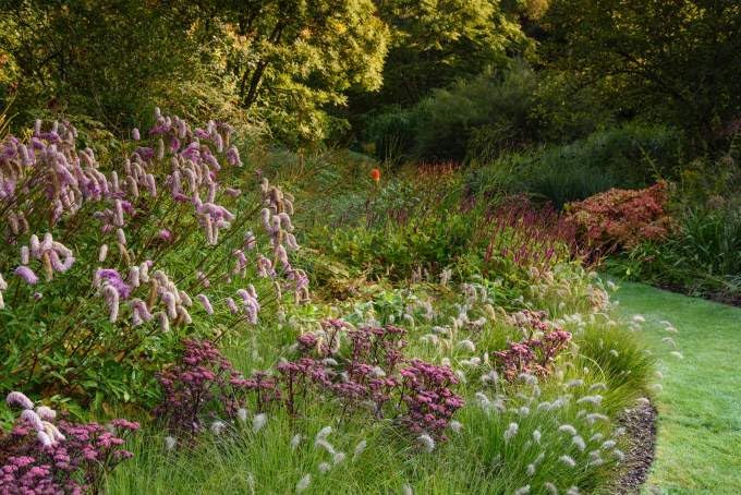 Pennisetum alopecuroides 'Piglet' / Zwerg Lampenputzergras
