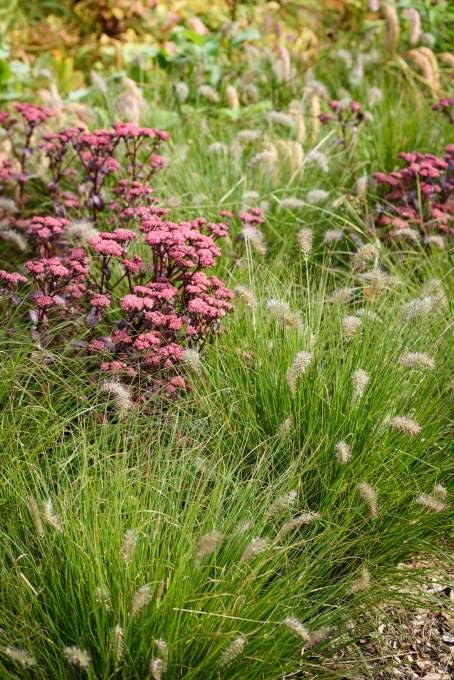 Pennisetum alopecuroides 'Piglet' / Zwerg Lampenputzergras