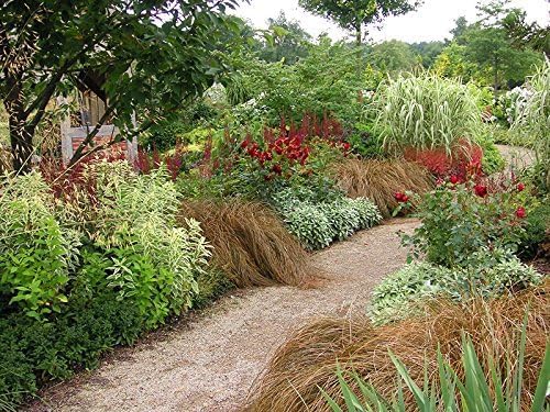 Carex flagellifera 'Bronzita' / Segge