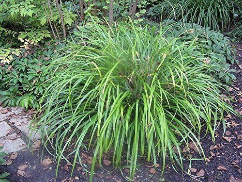 Carex pendula / Riesen Segge