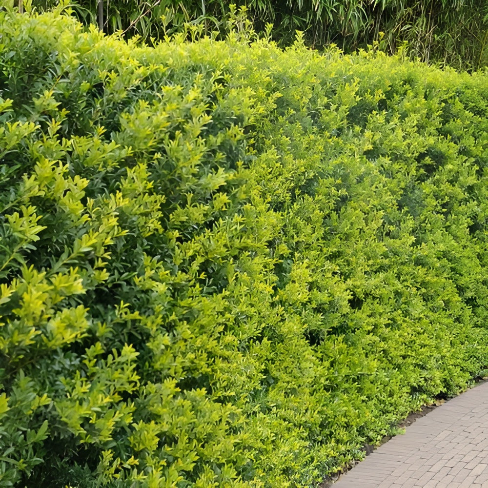 Ilex crenata 'Green Hedge' / Japanische Stechpalme