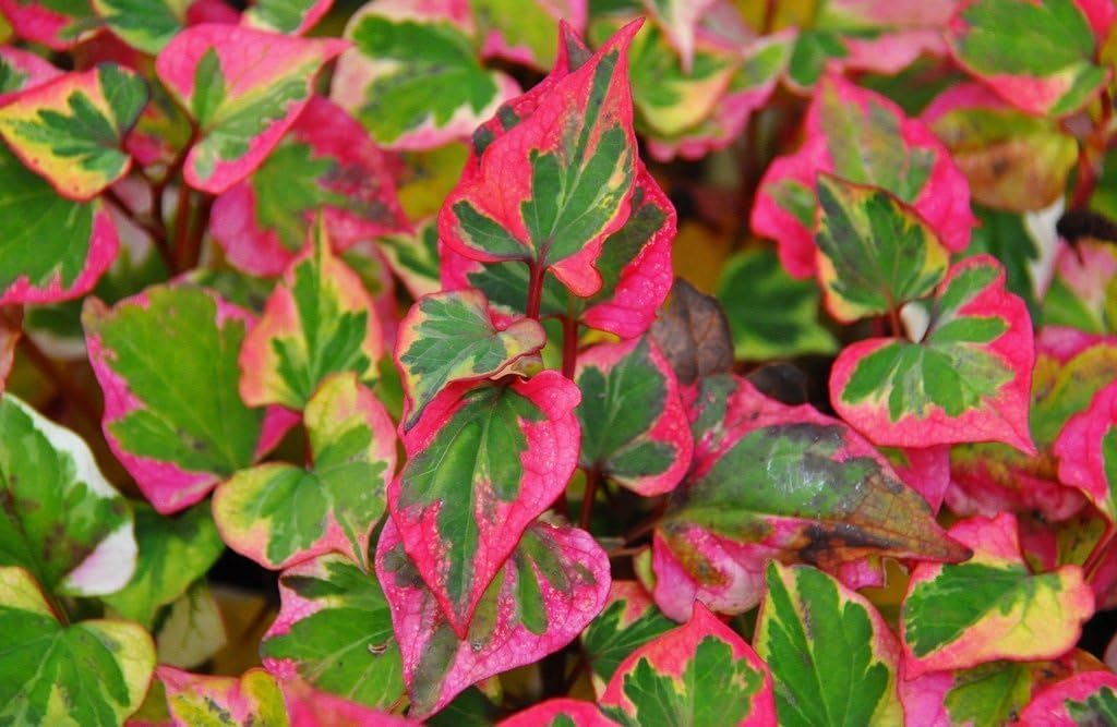 Houttuynia cordata 'Chameleon' / Bunter Eidechsenschwanz