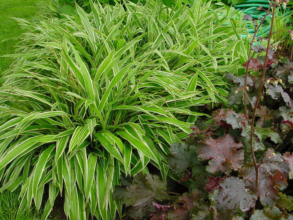 Carex siderosticha 'Island Brocade' / Segge