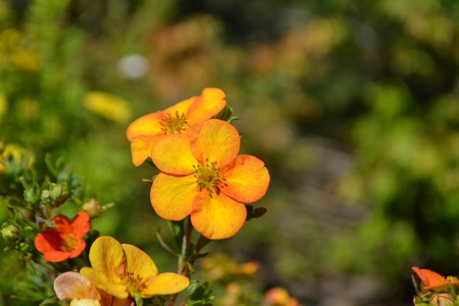 Potentilla fruticosa 'Hopleys Orange' / Oranger Fingerstrauch
