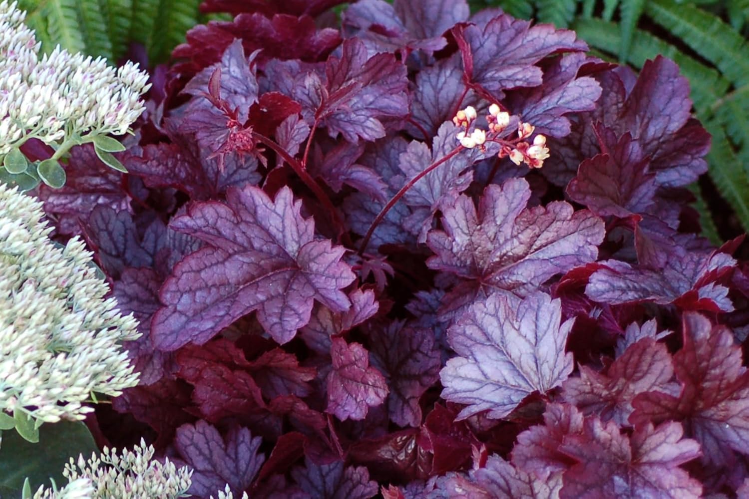 Heuchera Hybride 'Shanghai' / Lila Purpurglöckchen