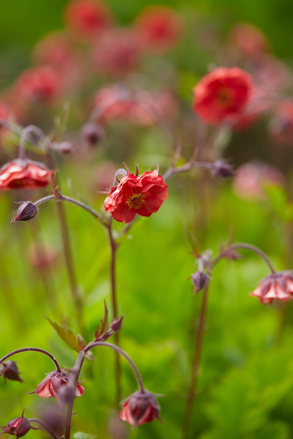 Geum rivale 'Flames of Passion‘ / feuerroter Bach Nelkenwurz