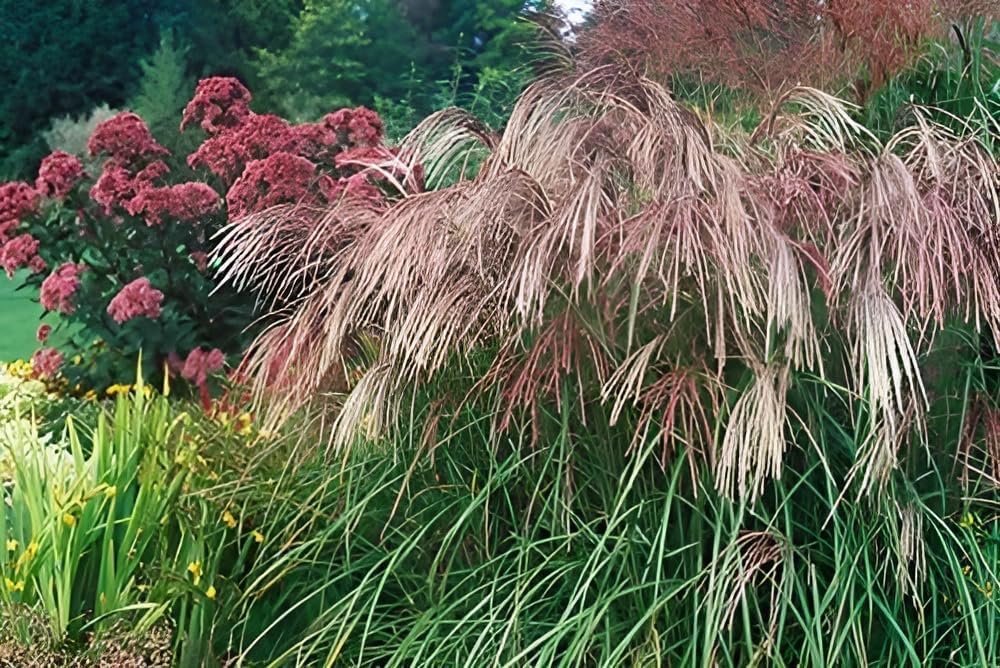 Miscanthus sinensis 'Flamingo' / Chinaschilf