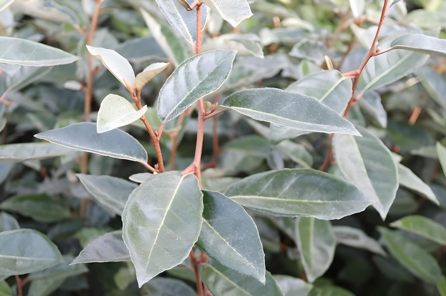 Elaeagnus ebbingei / Wintergrüne Ölweide