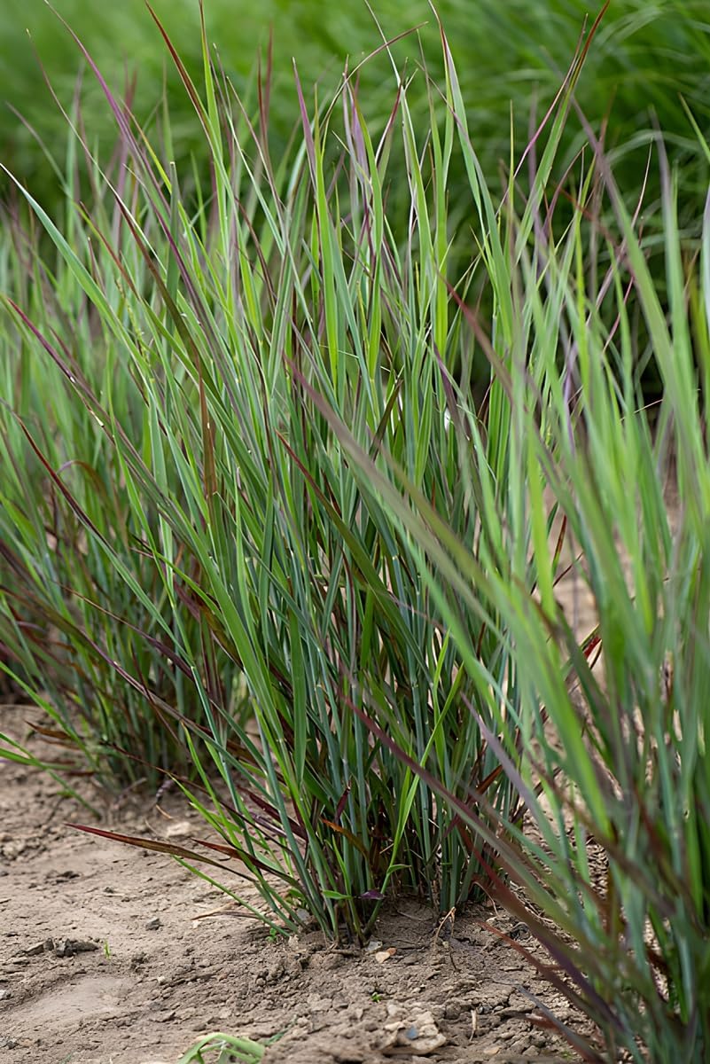 Panicum virgatum 'Nosferatu' / Rutenhirse