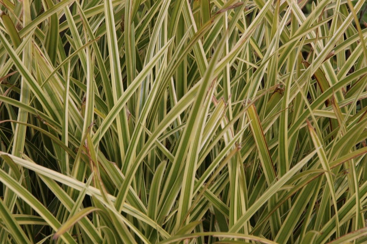 Carex morrowii 'Vanilla Ice' / Segge