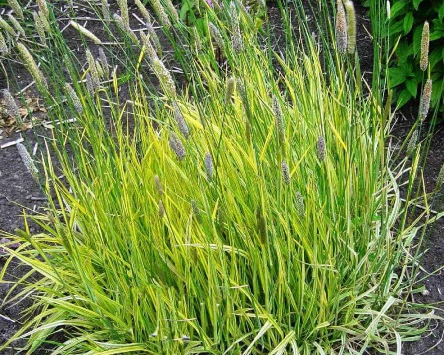 Alopecurus pratensis ‚Aureovariegatus' / Gold-Fuchsschwanz