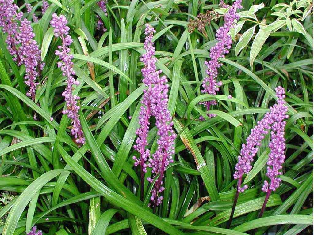 Liriope muscari 'Purple Passion' / Lilientraube
