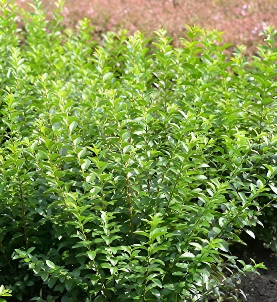 Ligustrum ovalifolium 'Green Diamond' / Ovalblättriger Liguster