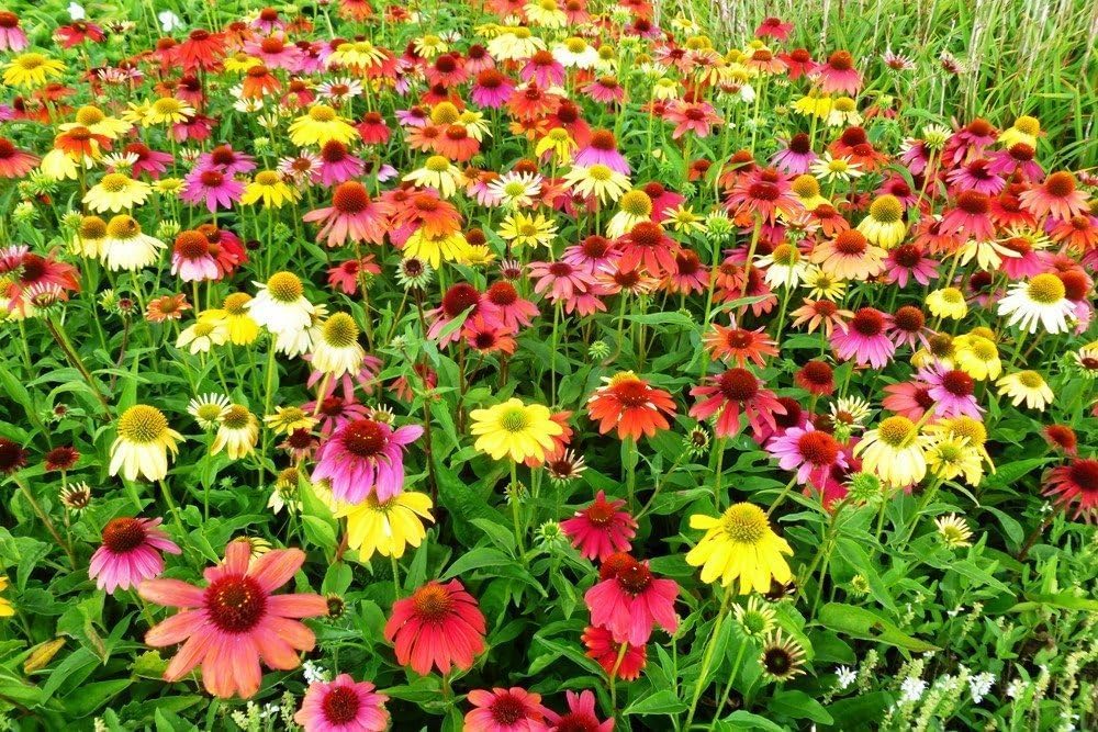 Echinacea purpurea 'Cheyenne Spirit' / Scheinsonnenhut