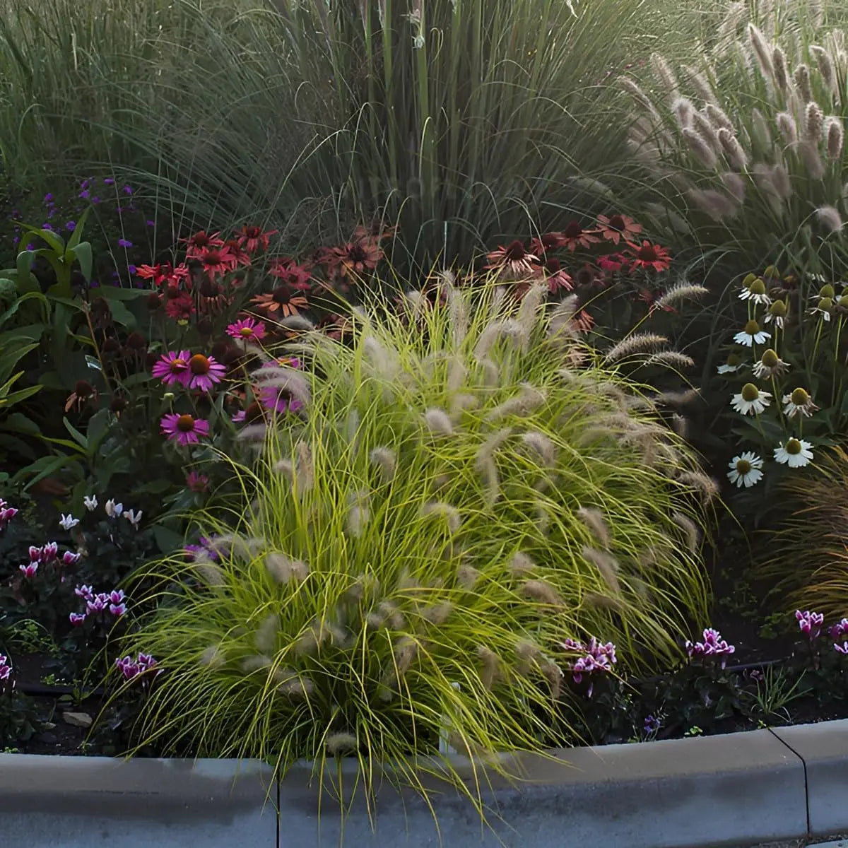 Gelbes Lampenputzergras Pennisetum alopecuroides 'Hameln Gold' von Stauden Gänge, Ziergras mit goldenen, buschigen Halmen