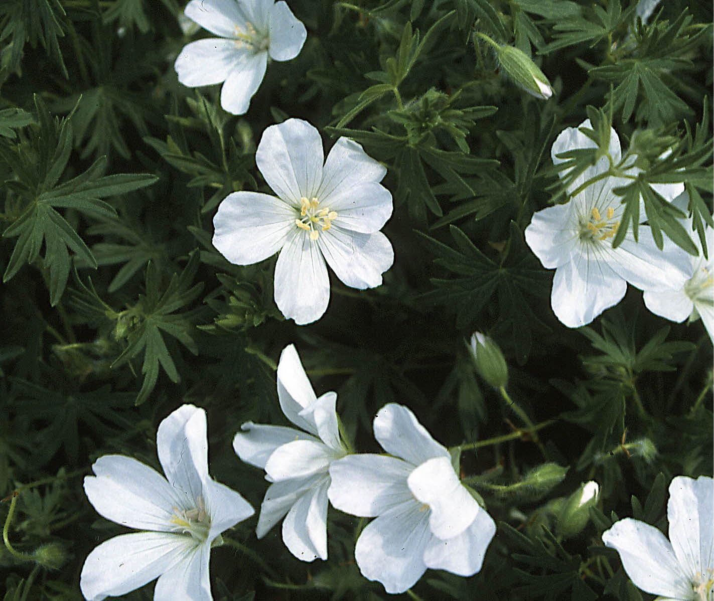 Geranium sanguineum 'Album' / Weißer Blut Storchschnabel
