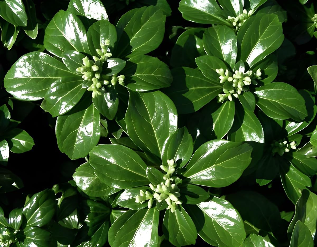 Pachysandra terminalis 'Green Sheen' / Dickmännchen