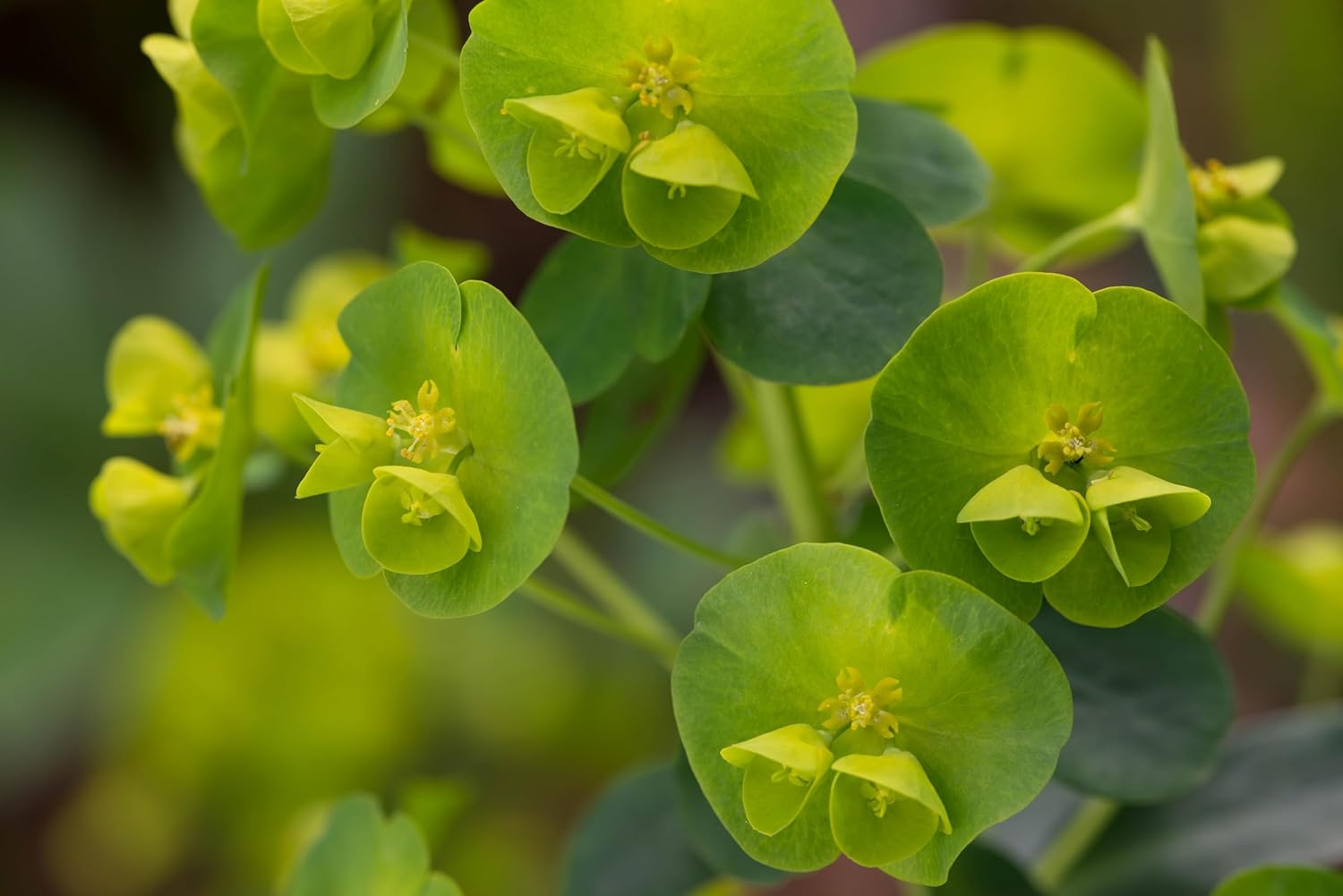 Euphorbia amygdaloides ssp. 'Robbiae' / Mandelblättrige Wolfsmilch