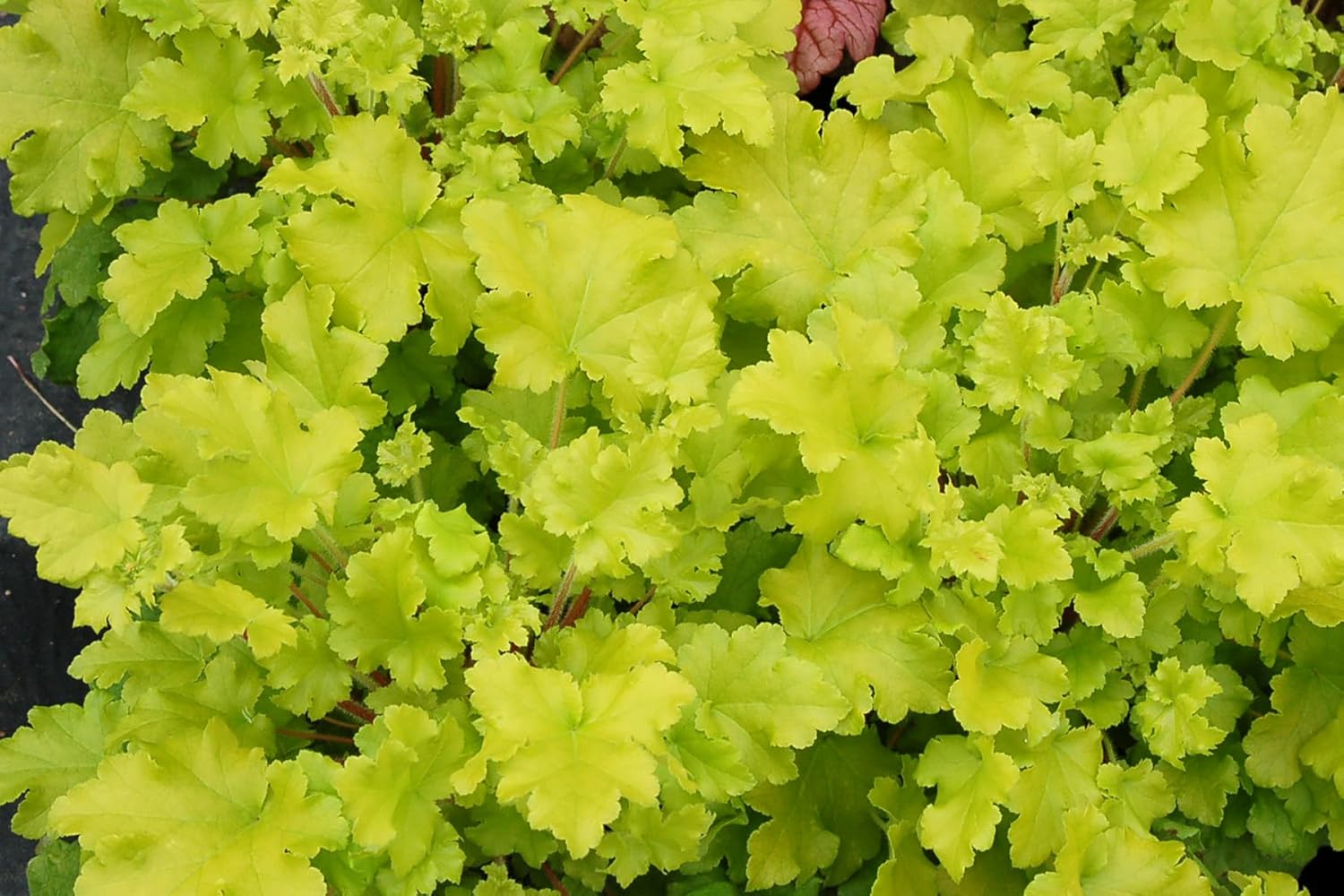 Heuchera Hybride 'Lime Marmalade' / Purpurglöckchen