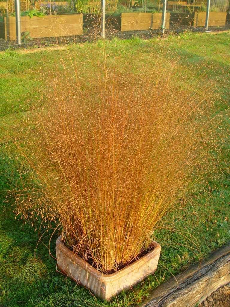 Eragrostis trichoides / Bogen-Liebesgras