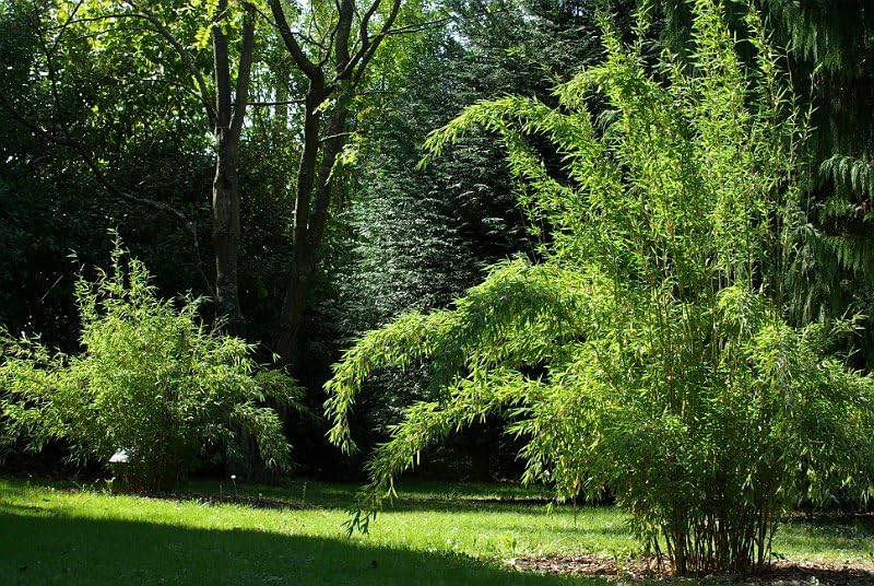 Fargesia denudata 'Lancaster 1' / Pandabambus XXL