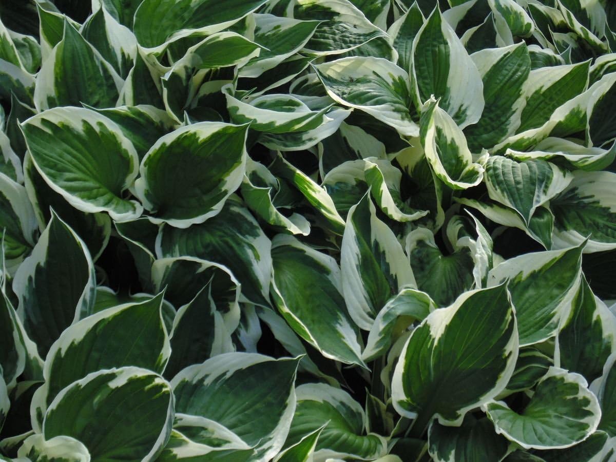 Hosta x fortunei 'Patriot' / Weißrand-Funkie