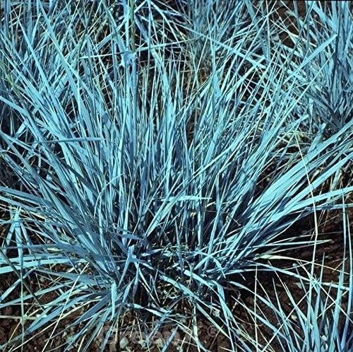 Elymus magellanicus / Magellan-Gras - XXL Topf