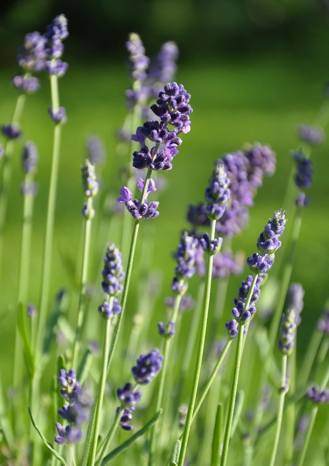 Lavandula angustifolia 'Dwarf Blue' / Echter Lavendel