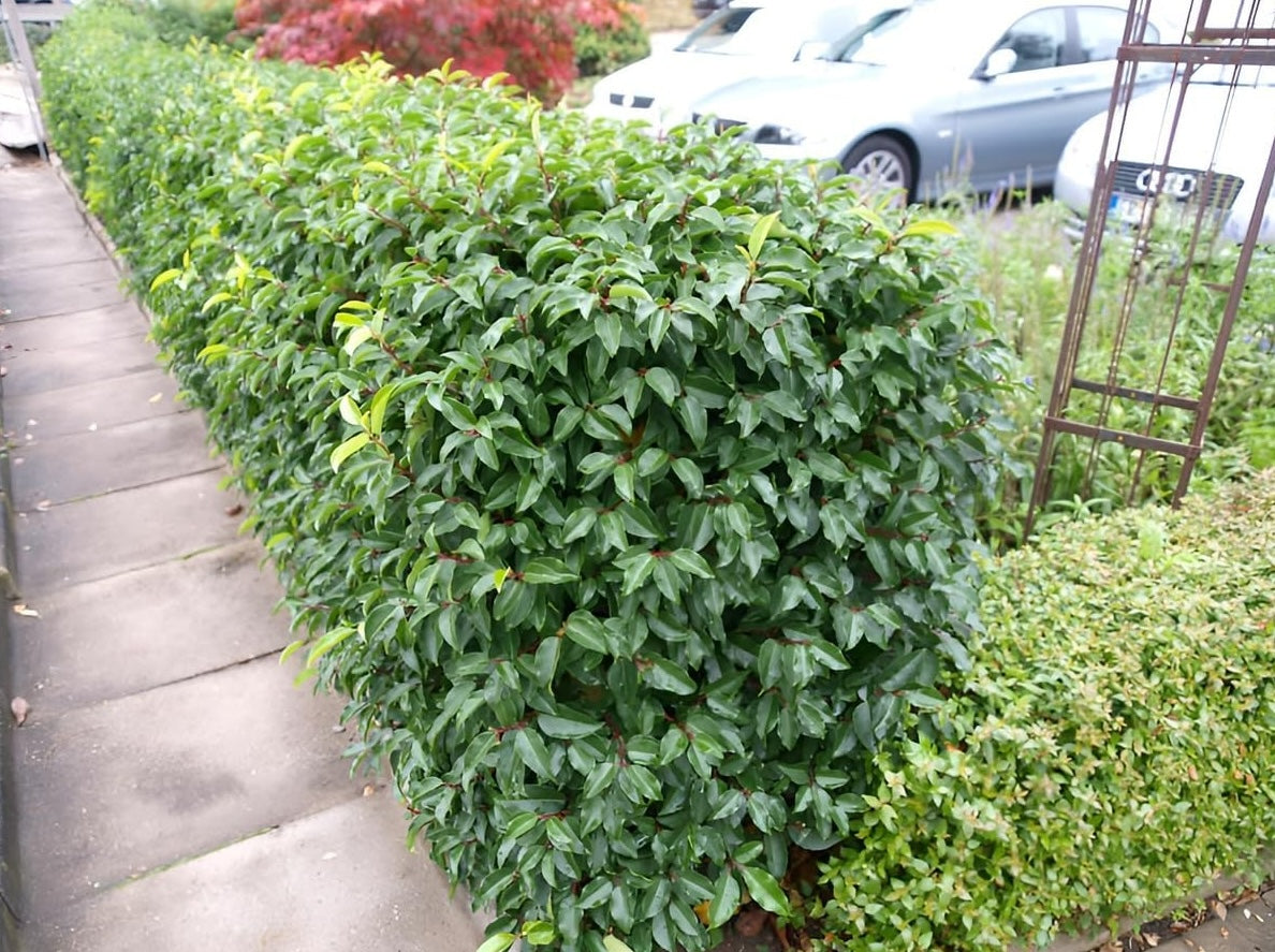 Prunus lusitanica / Portugiesischer Kirschlorbeer