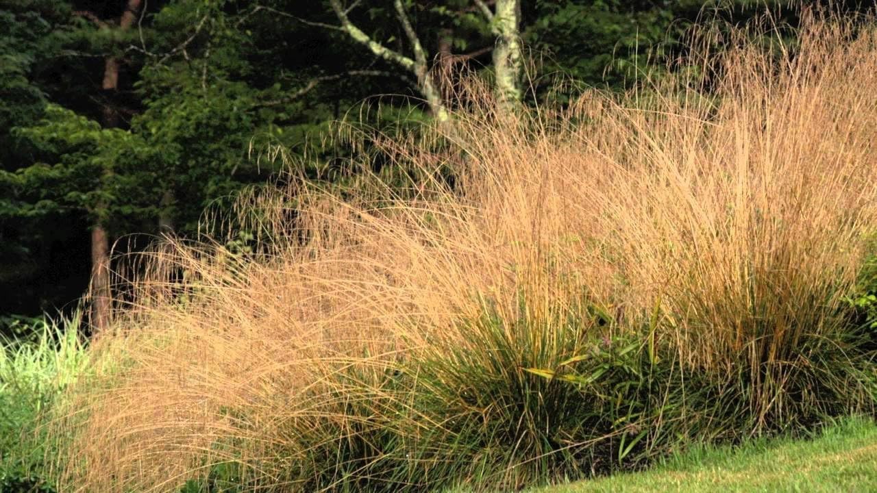 Deschampsia cespitosa 'Tauträger' / Rasen Schmiele