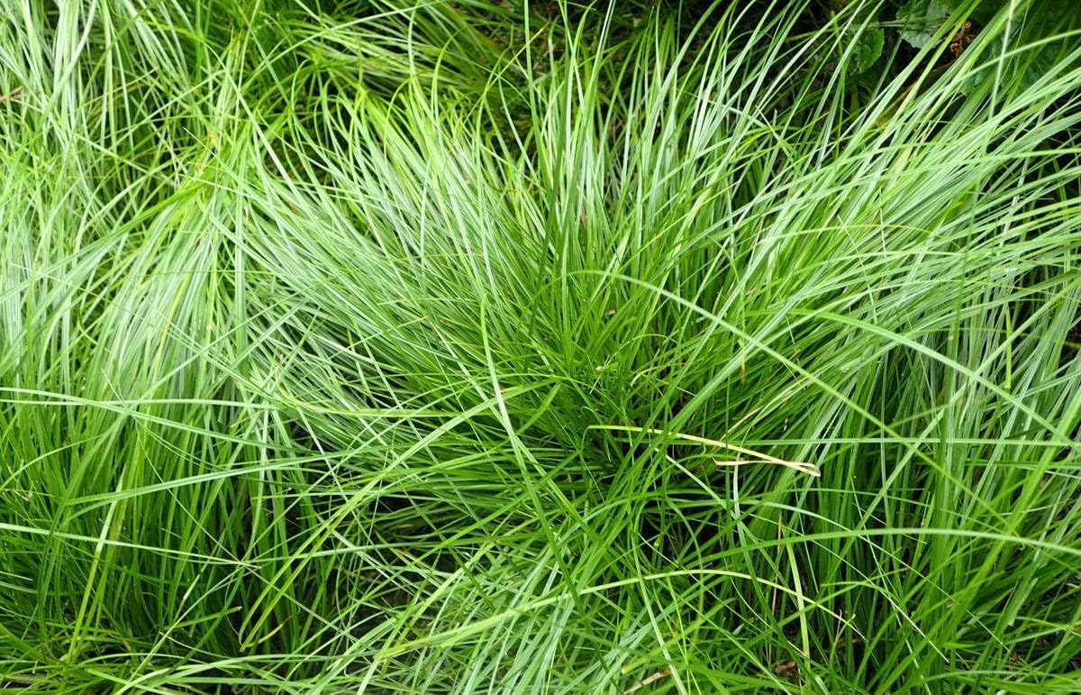 Carex howardii 'Phoenix Green' / Segge