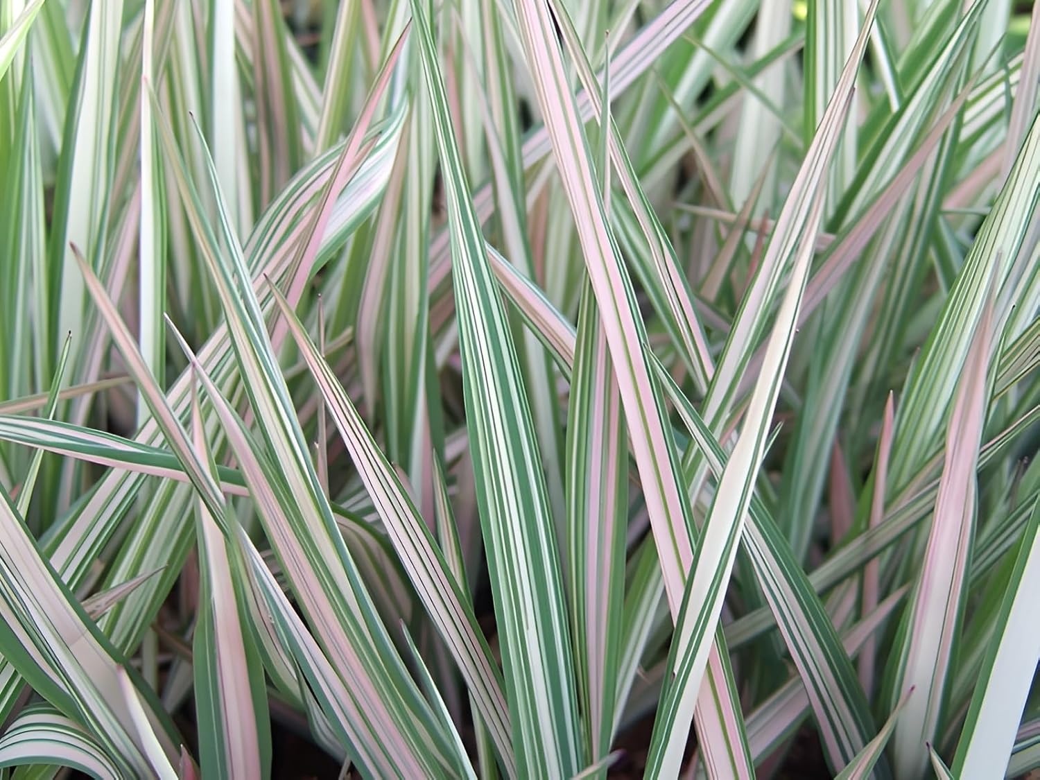 Phalaris arundinacea 'Feesey' / Rohrglanzgras