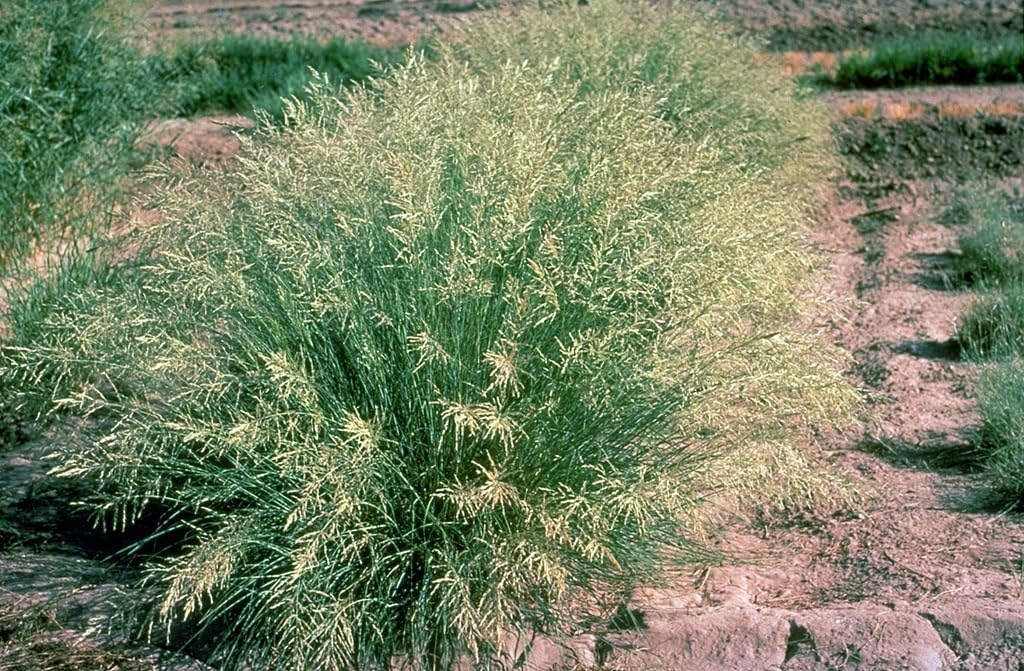 Eragrostis curvula / Afrikanisches Liebesgras