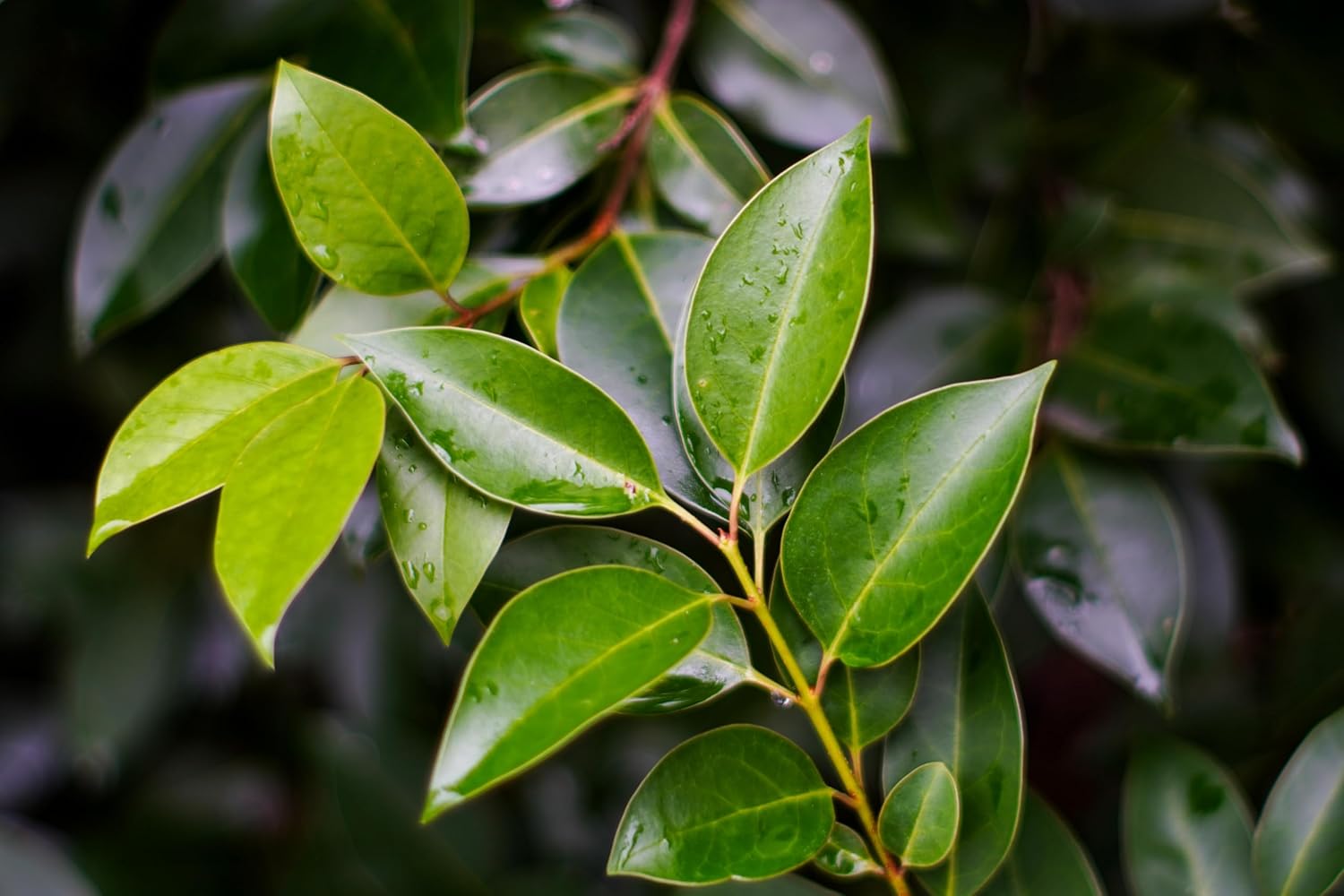 Ligustrum lucidum / Glänzender Liguster