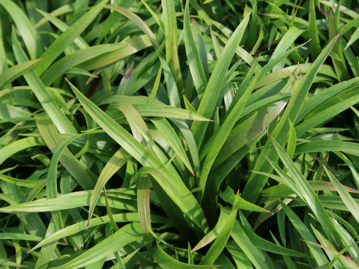 4 x Ziergras Kollektion - Vier Gräser, unendliche Gestaltungsmöglichkeiten