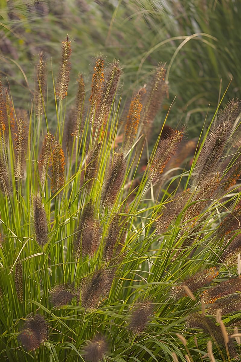 Pennisetum alopecuroides 'Weserbergland' / Lampenputzergras