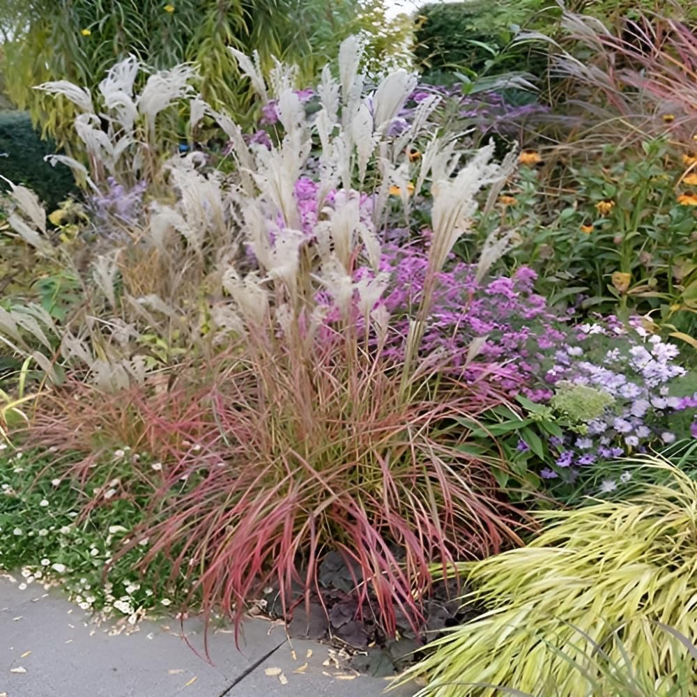 Miscanthus sinensis 'Little Miss' / kleines rotes Chinaschilf