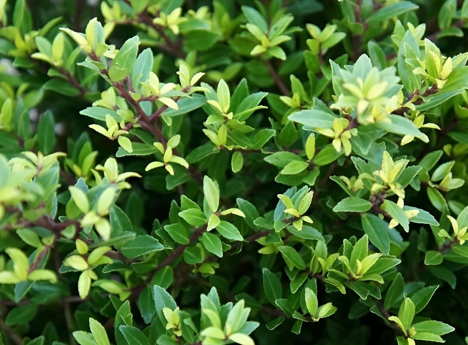 Ilex maximowicziana var. 'Kanehirae' / Japanischer Ilex