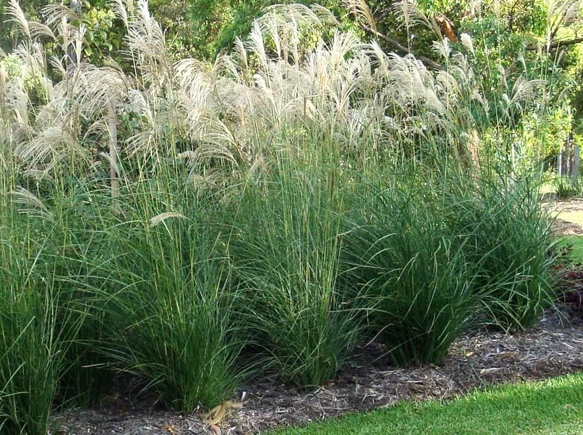 4 x Ziergras Kollektion - Vier Gräser, unendliche Gestaltungsmöglichkeiten