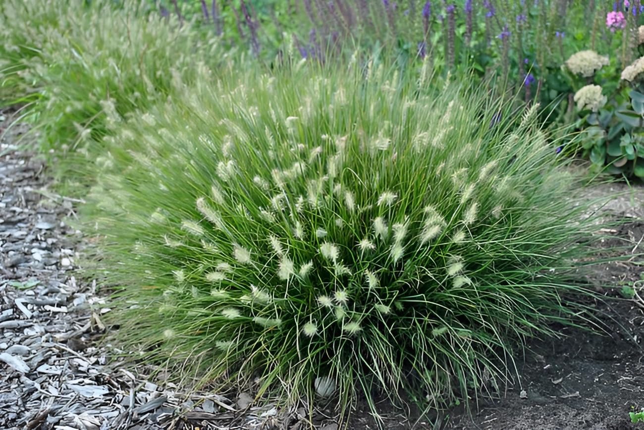 Pennisetum alopecuroides 'Little Bunny' / Zwerg Lampenputzergras