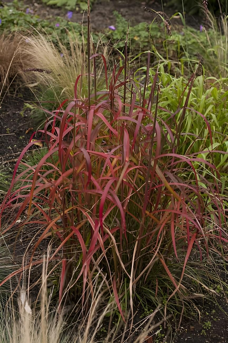 Miscanthus sinensis 'Navajo' / Chinaschilf