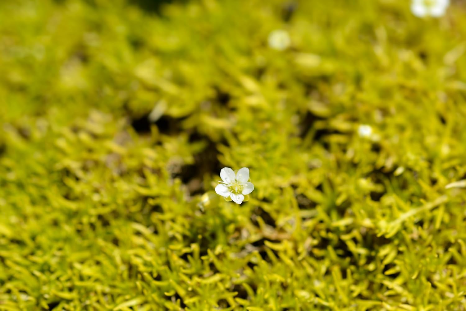 Sagina subulata 'Aurea' / Gold Sternmoos