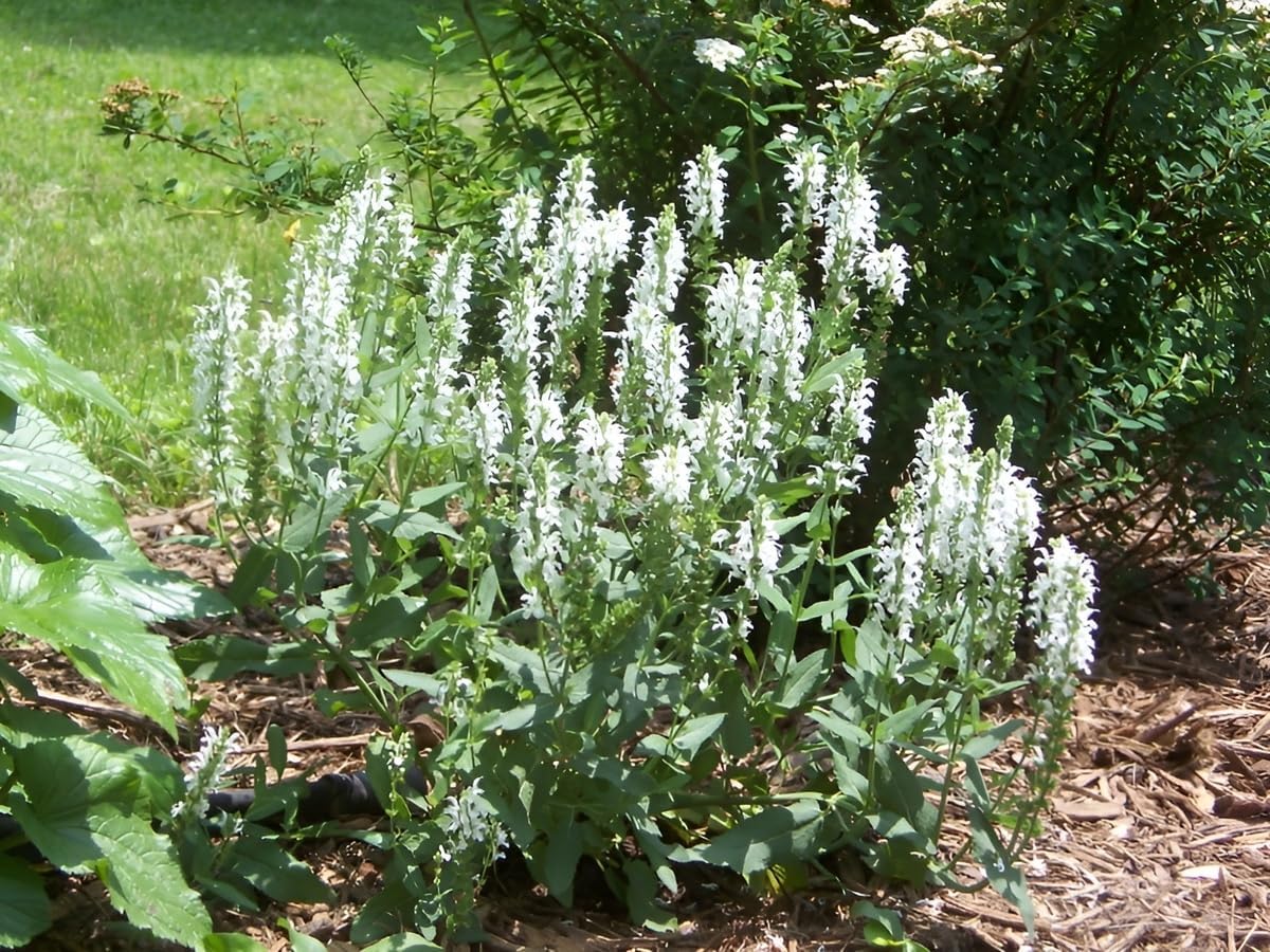 Salvia nemorosa 'Sensation White®' / Weißer Steppensalbei