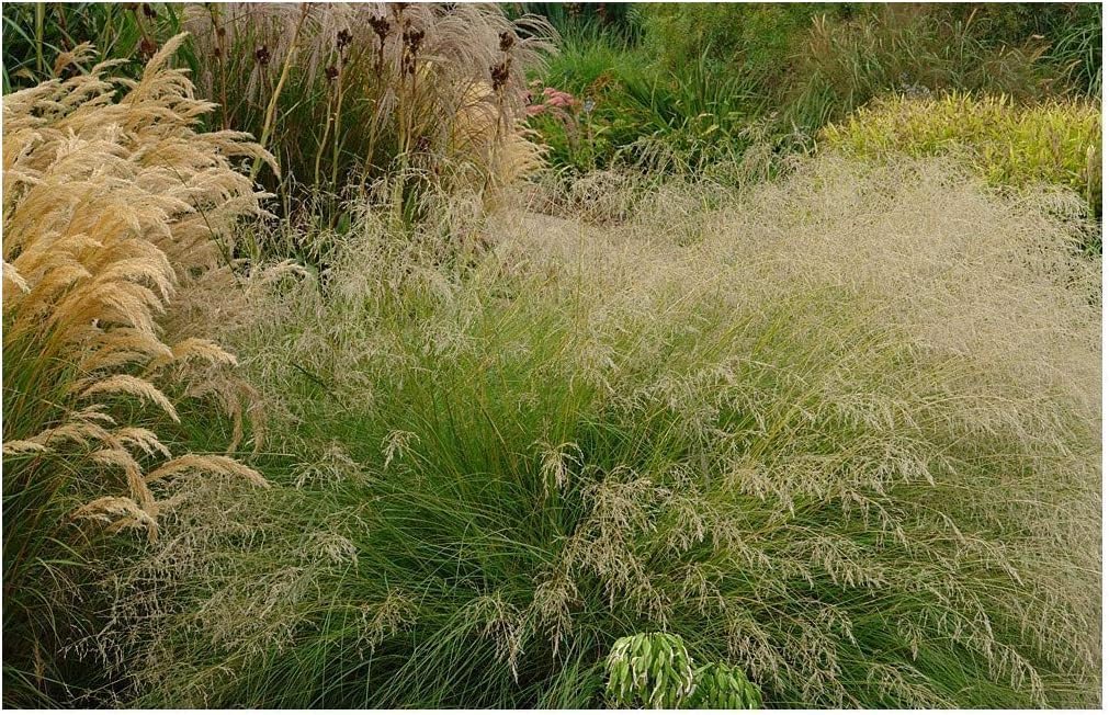 Eragrostis curvula / Afrikanisches Liebesgras