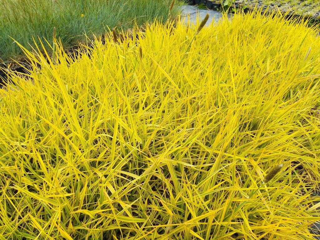 Alopecurus pratensis ‚Aureovariegatus' / Gold-Fuchsschwanz