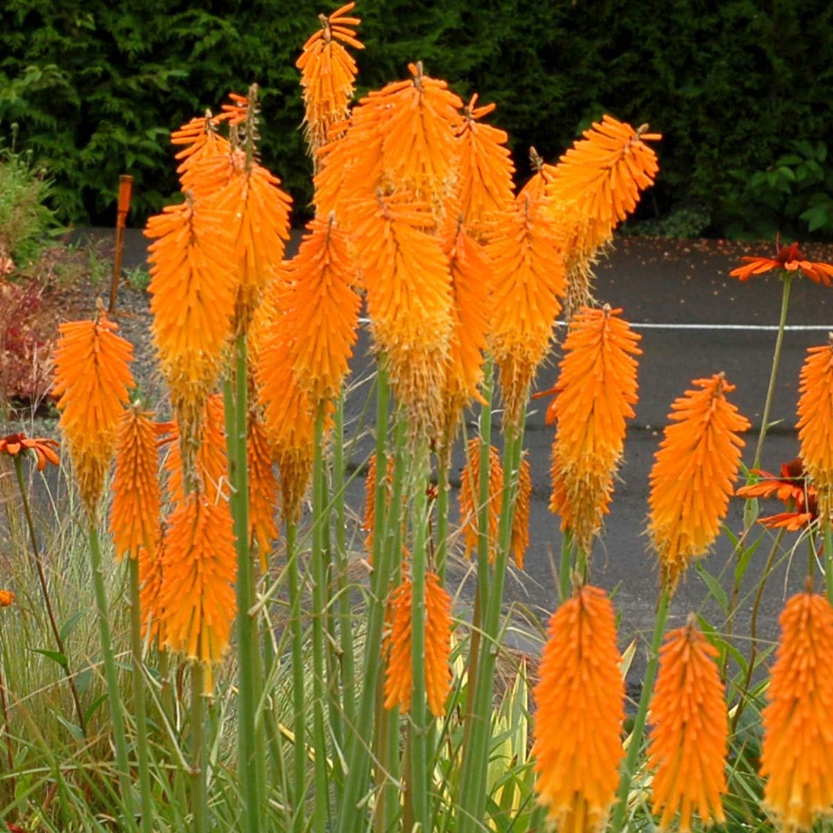 3 x Kniphofia Kollektion / Fackellilie Tritome
